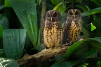Pustik promenlivy - Ciccaba virgata - Mottled Owl o3088
